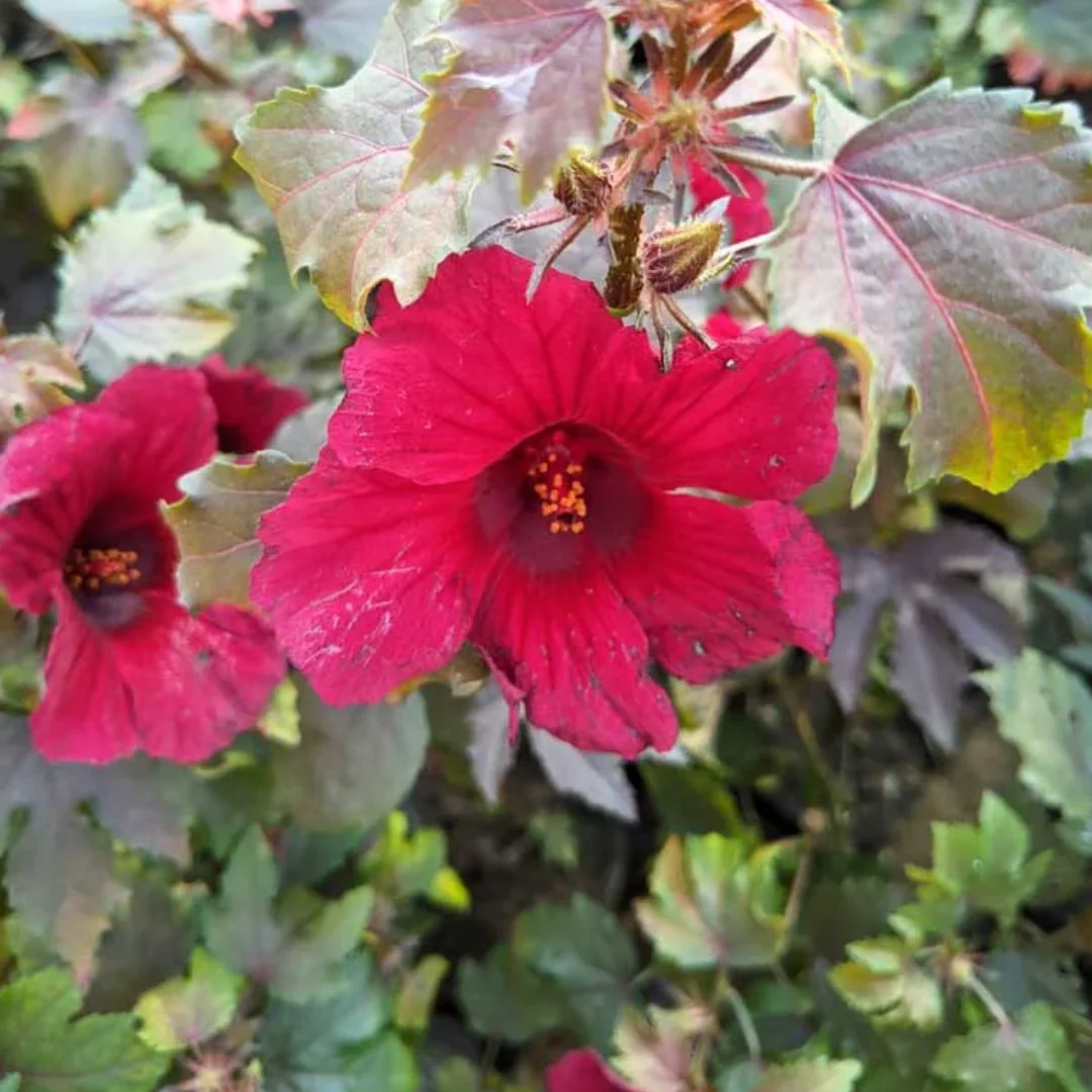 Green Paradise® Cranberry Hibiscus Plant (Hibiscus acetosella) – Ornamental Edible Plant with Burgundy Leaves - Image 2