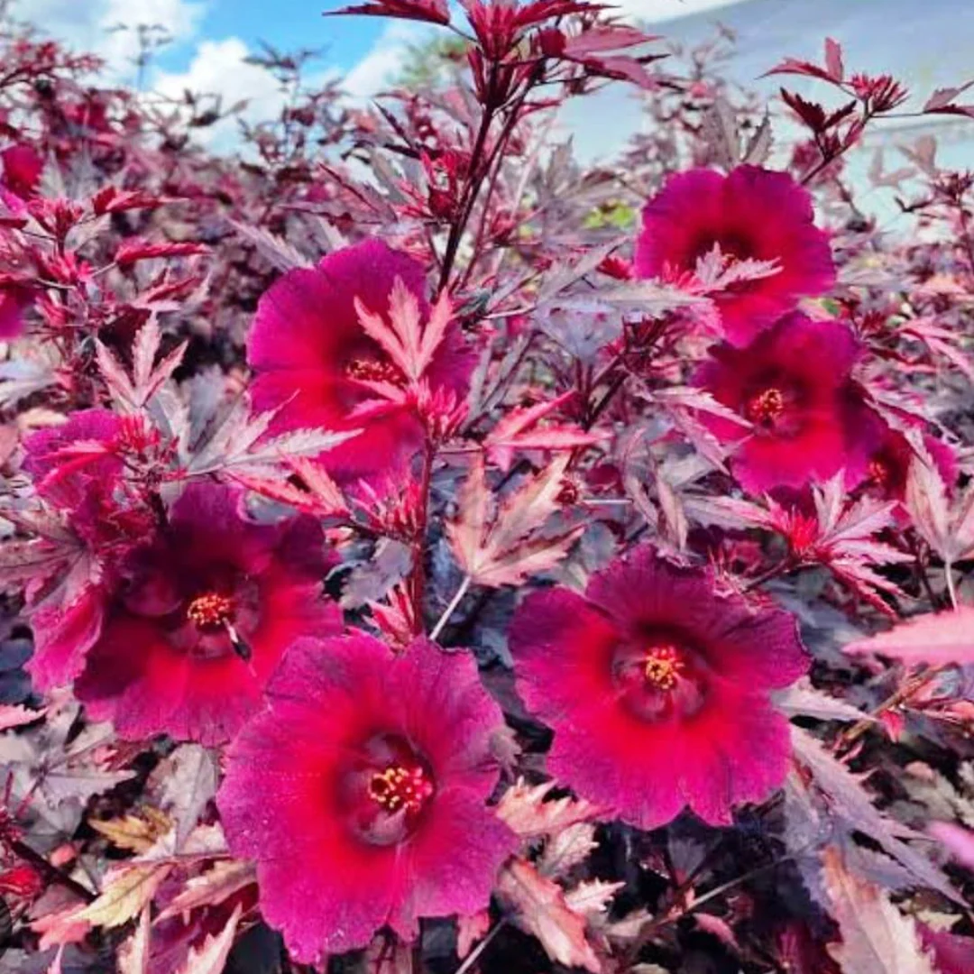 Green Paradise® Cranberry Hibiscus Plant (Hibiscus acetosella) – Ornamental Edible Plant with Burgundy Leaves - Image 3