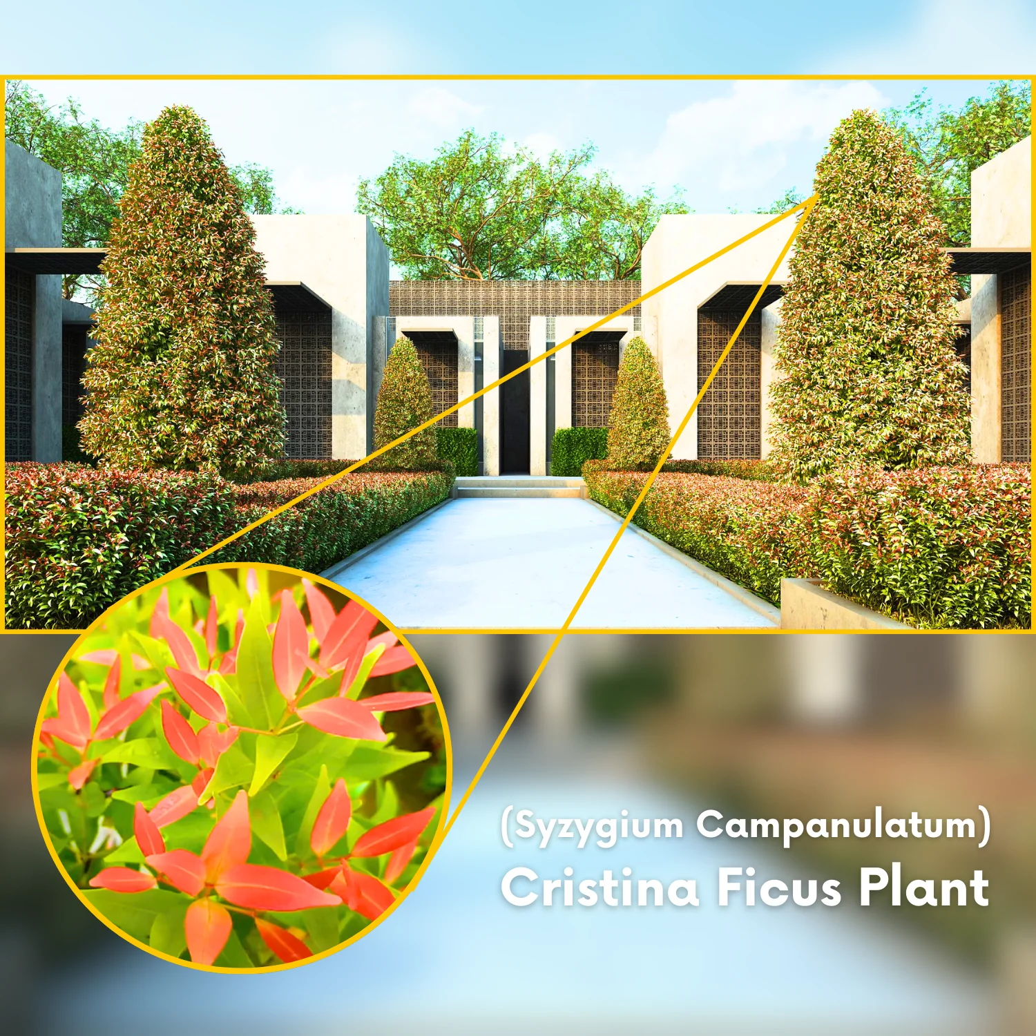 Green Paradise® Cristina (Syzygium Campanulatum) Healthy Live Plant - Image 2