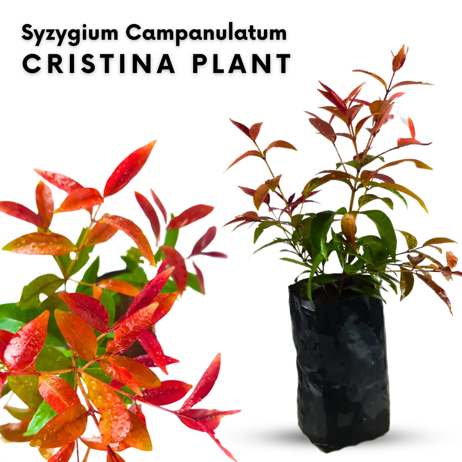 Green Paradise® Cristina (Syzygium Campanulatum) Healthy Live Plant - Image 3