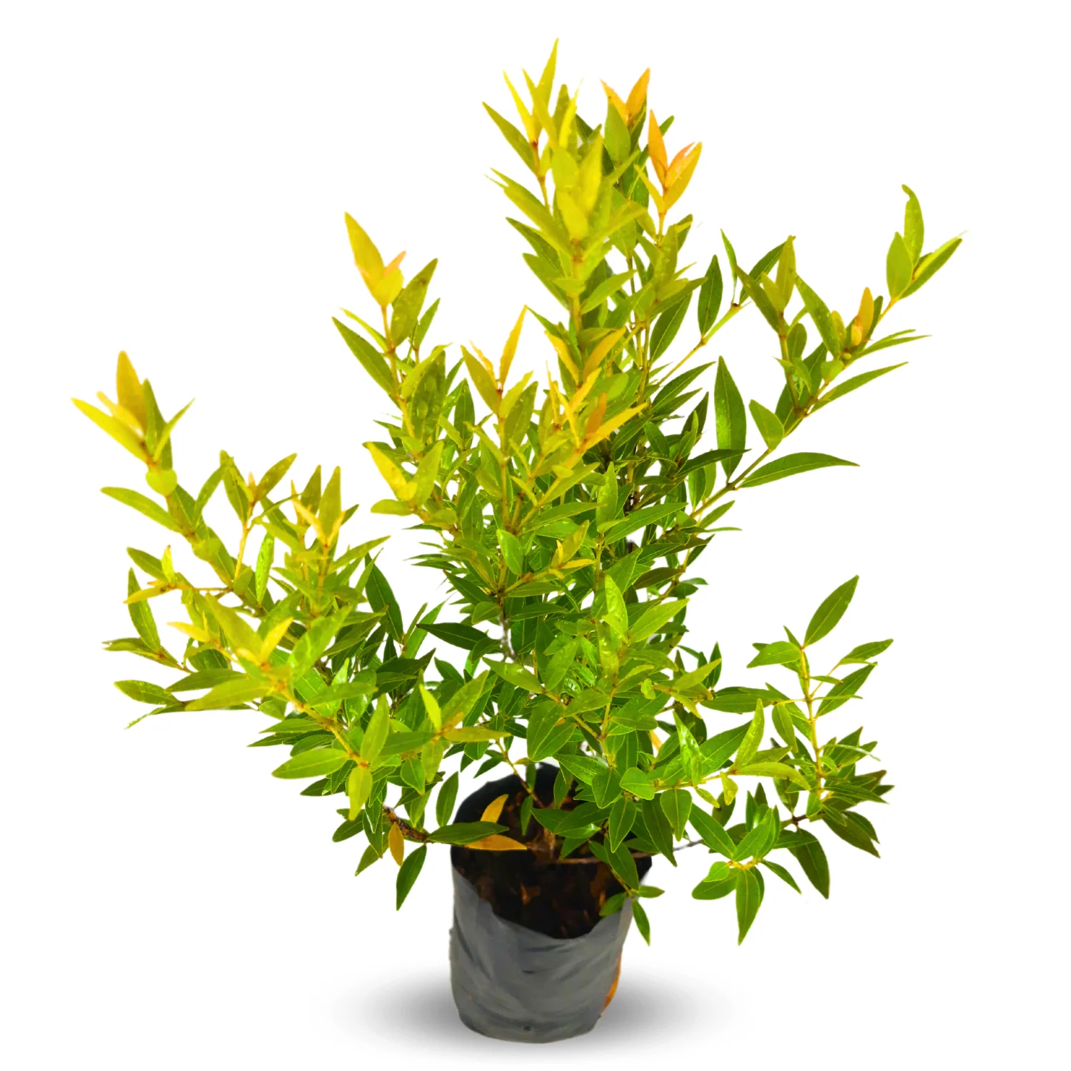 Green Paradise® Cristina Yellow (Syzygium Campanulatum) Healthy Live Plant - Image 3