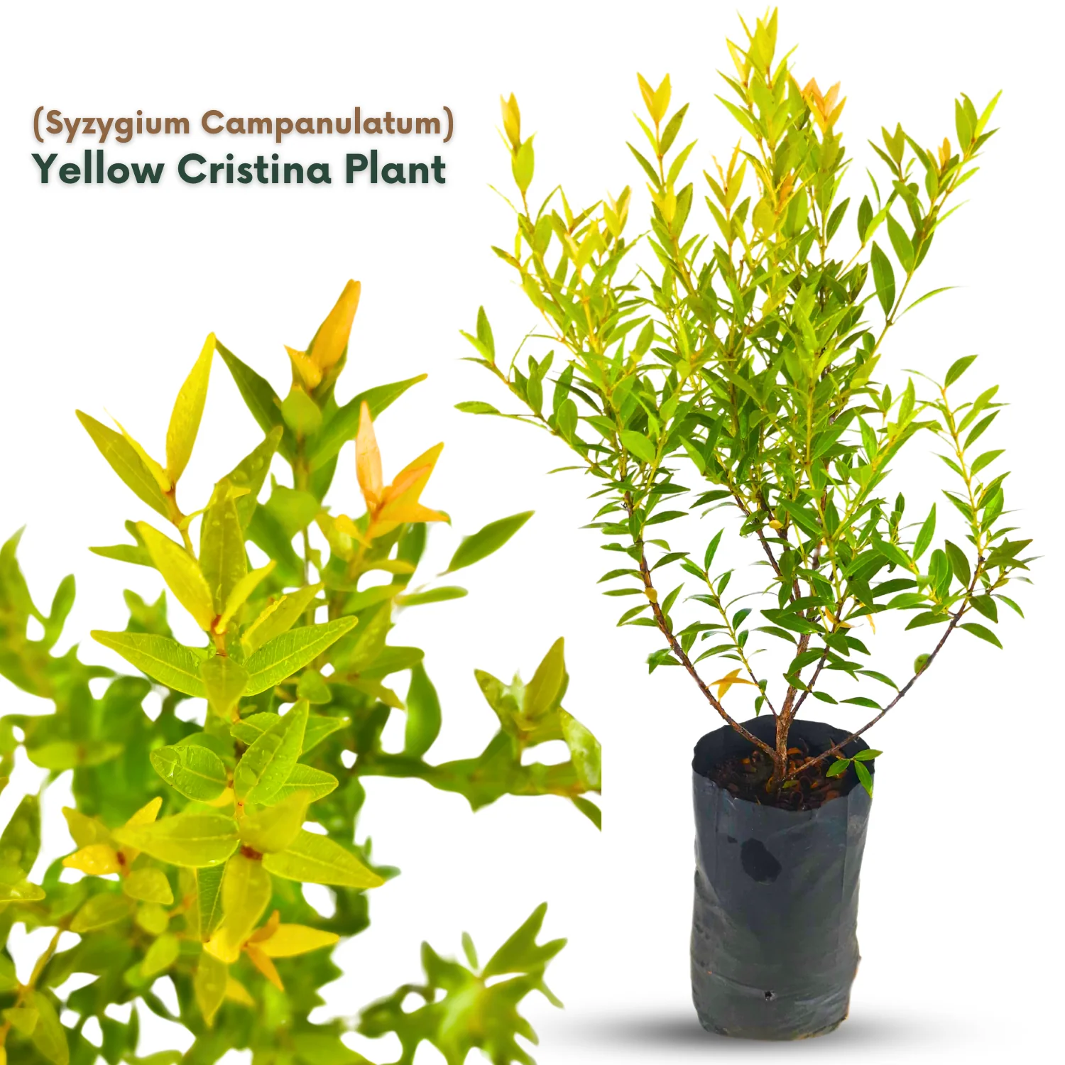 Green Paradise® Cristina Yellow (Syzygium Campanulatum) Healthy Live Plant - Image 4