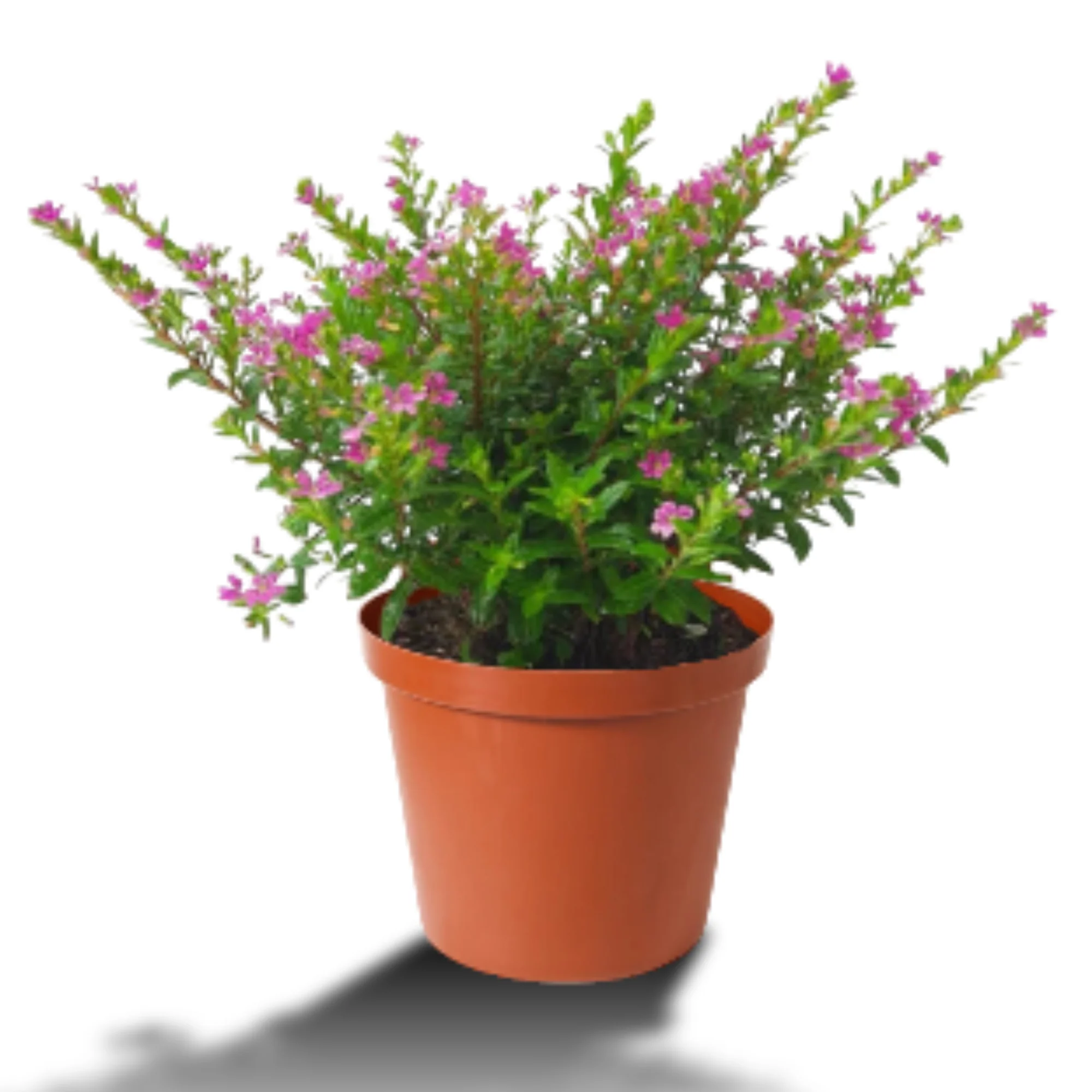 Green Paradise® Cuphea Hyssopifolia Purple Mexican Plant Full Year Flowering Live Plant