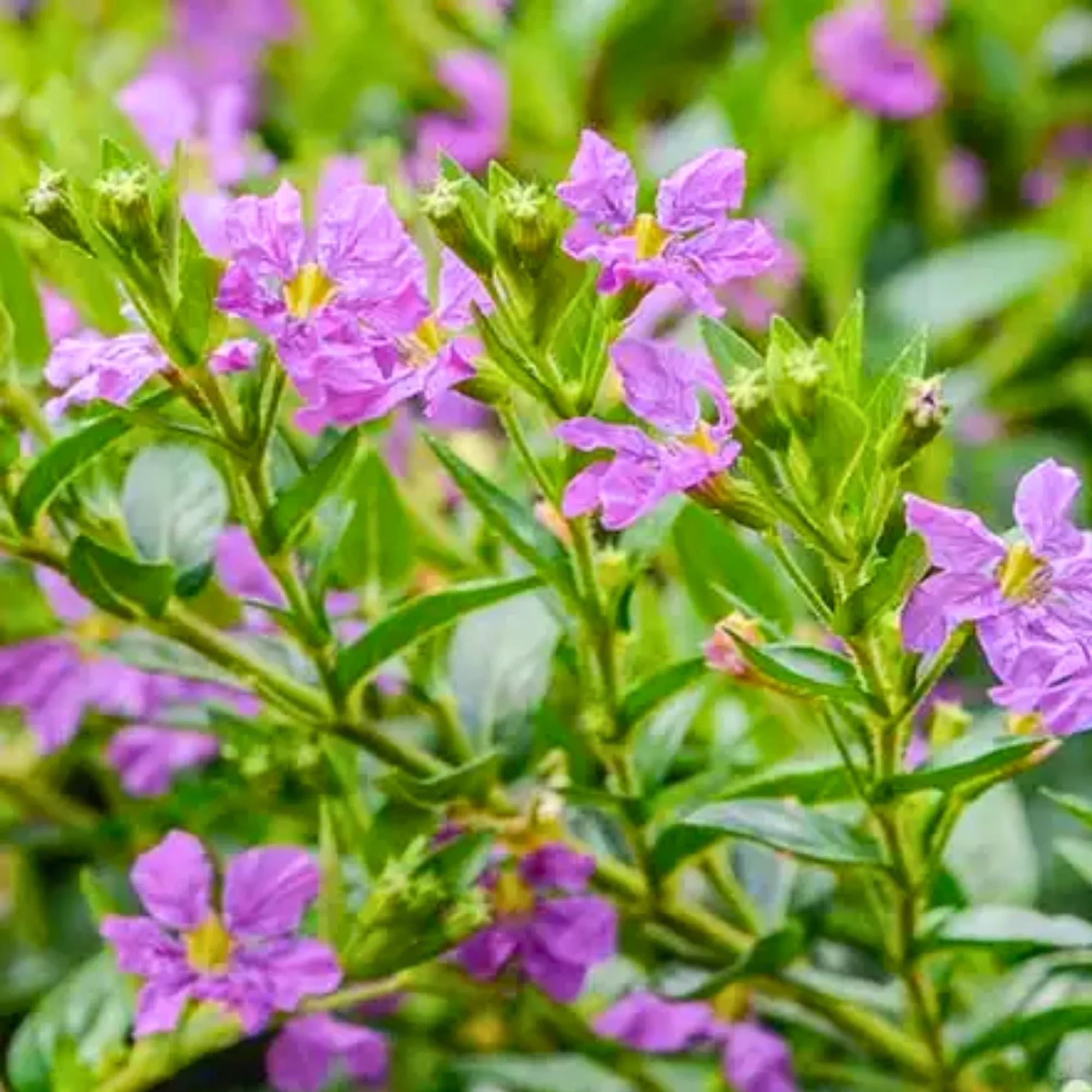 Green Paradise® Cuphea Hyssopifolia Purple Mexican Plant Full Year Flowering Live Plant - Image 2