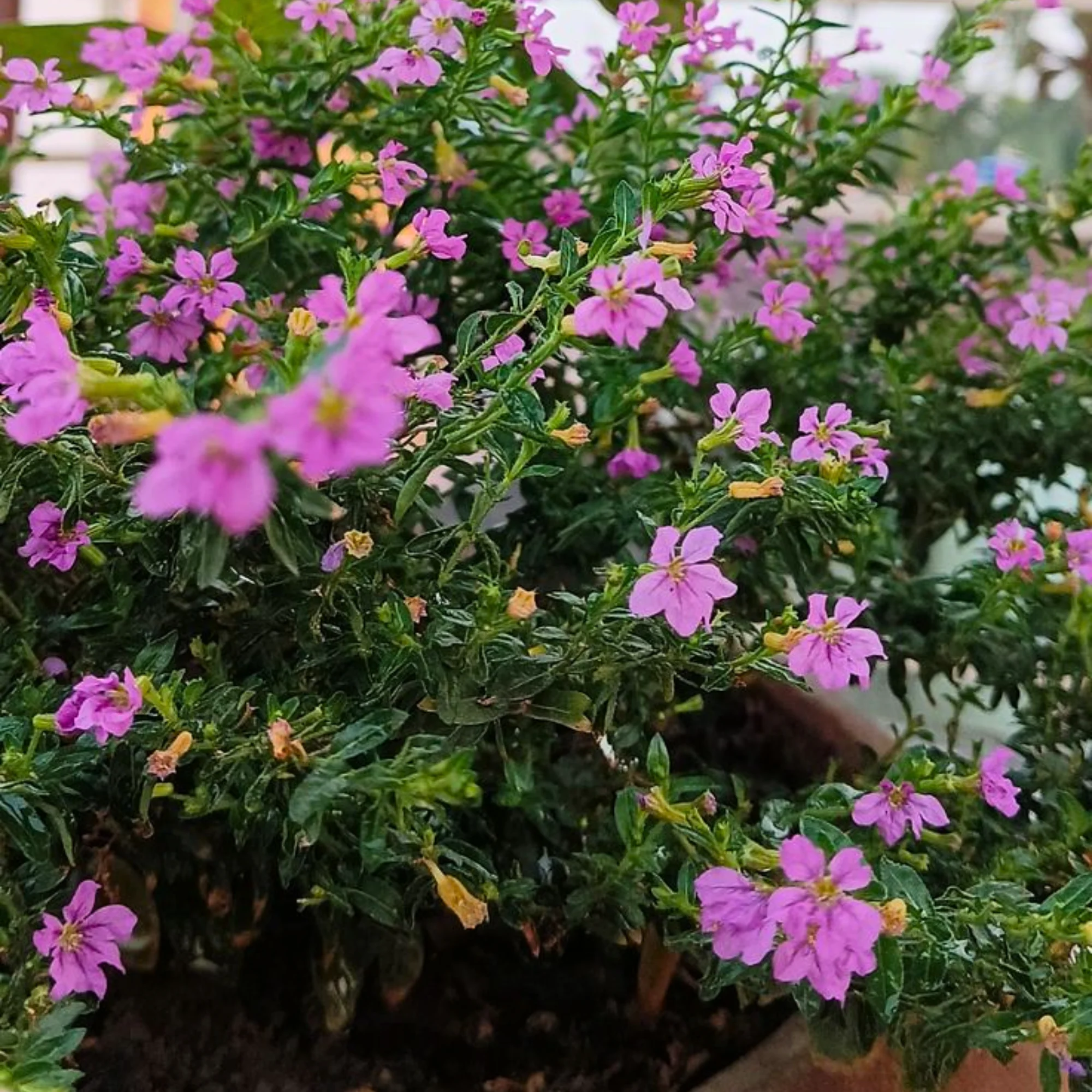 Green Paradise® Cuphea Hyssopifolia Purple Mexican Plant Full Year Flowering Live Plant - Image 3