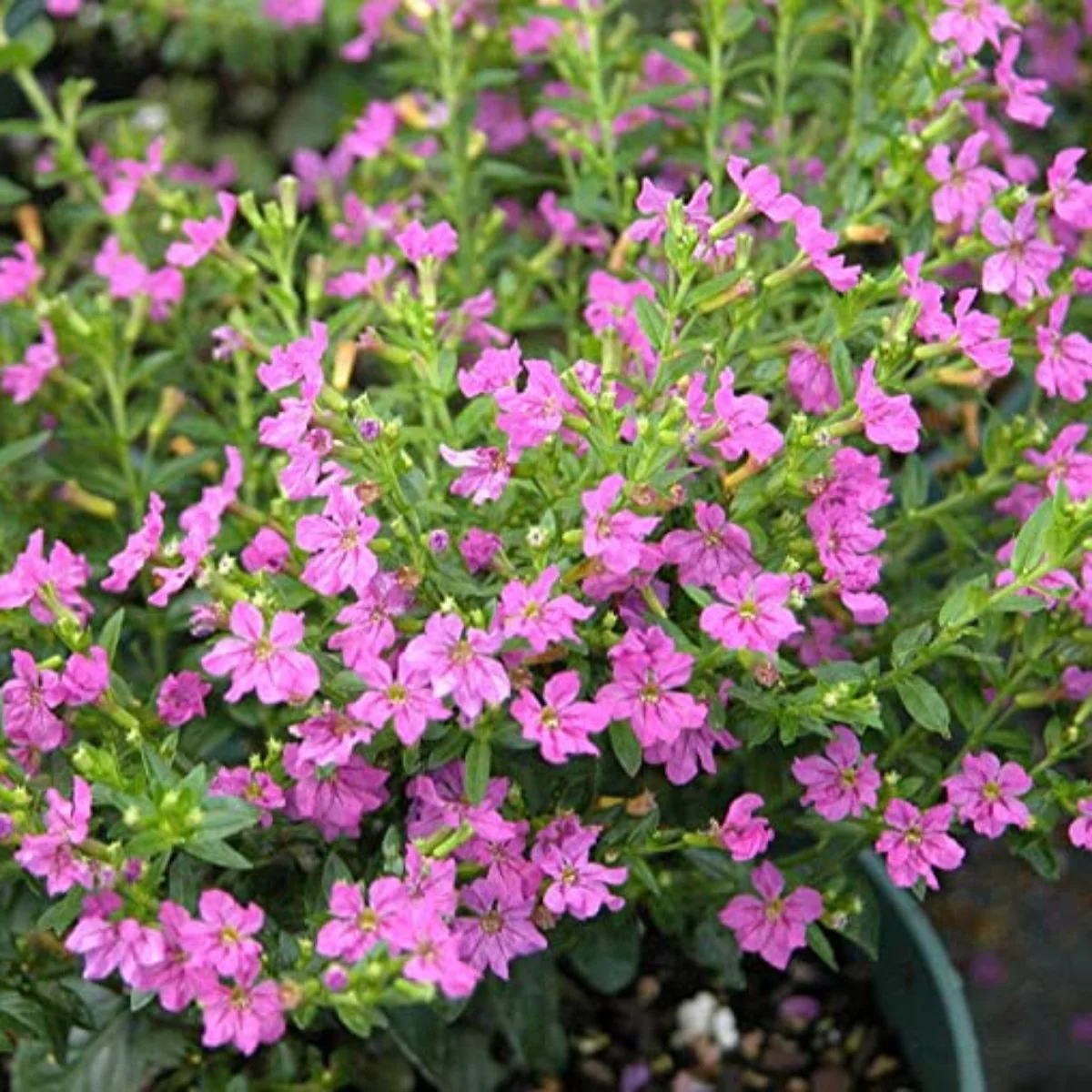 Green Paradise® Cuphea Hyssopifolia Purple Mexican Plant Full Year Flowering Live Plant - Image 4