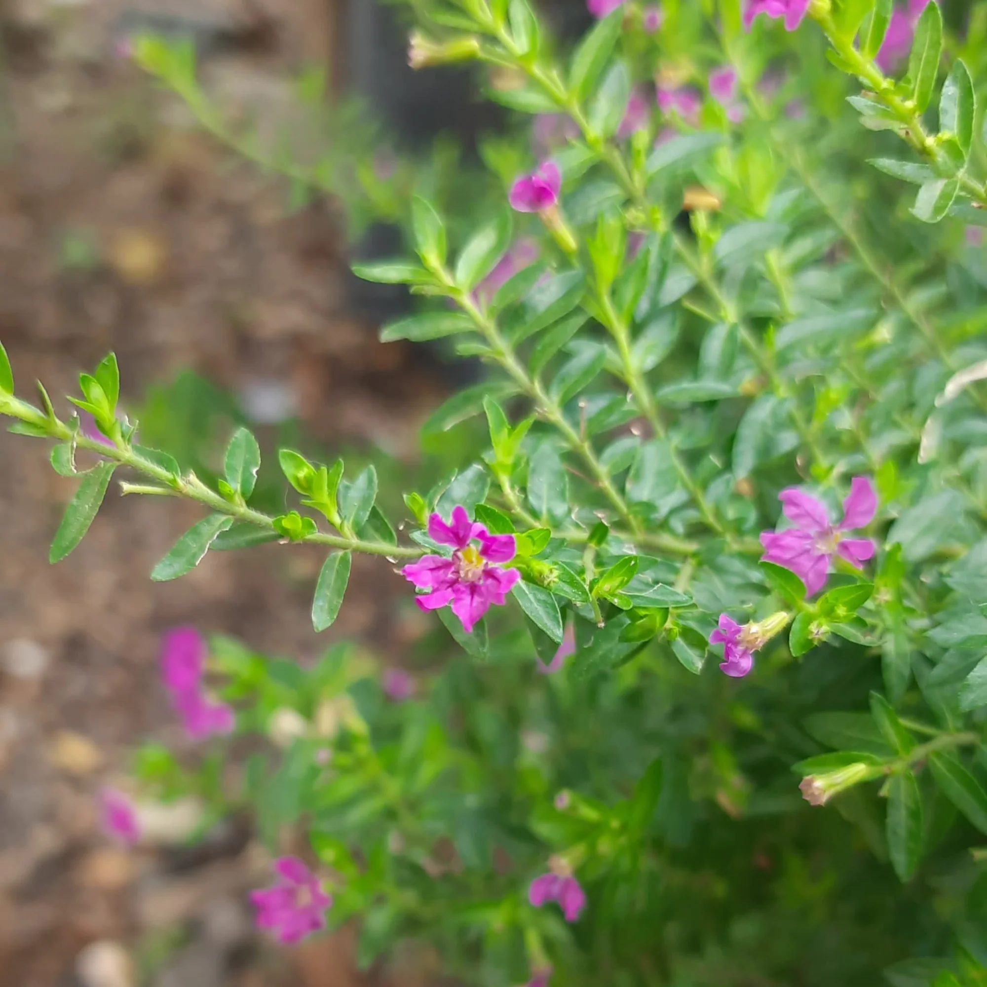 Green Paradise® Cuphea Hyssopifolia Purple Mexican Plant Full Year Flowering Live Plant - Image 5