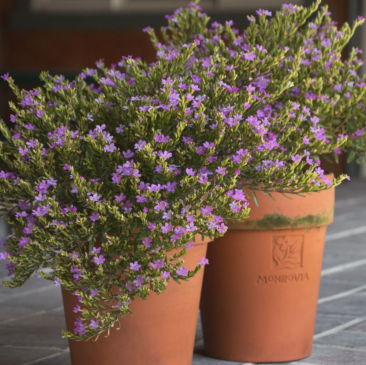 Green Paradise® Cuphea Hyssopifolia Purple Mexican Plant Full Year Flowering Live Plant - Image 6