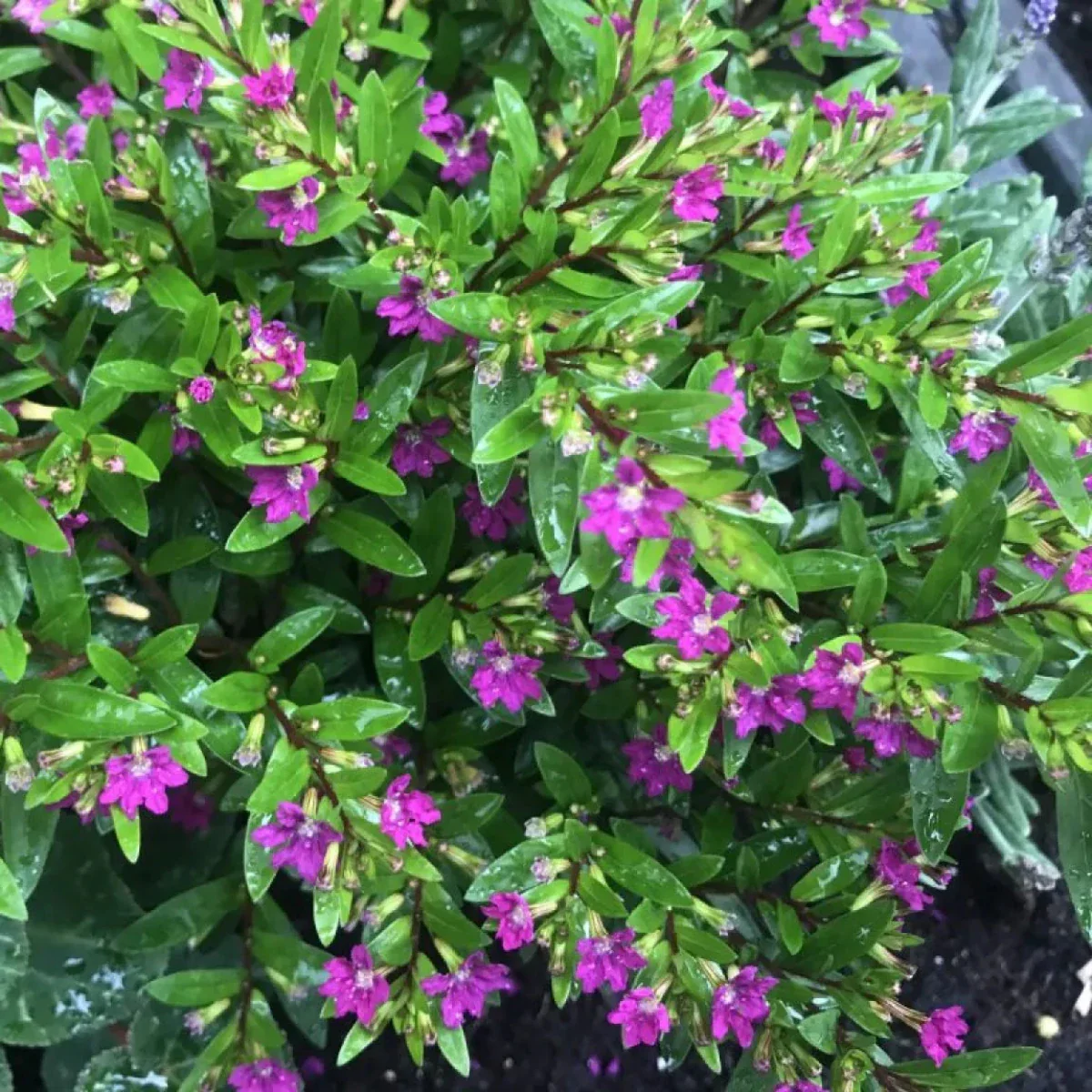 Green Paradise® Cuphea Hyssopifolia Purple Mexican Plant Full Year Flowering Live Plant - Image 7