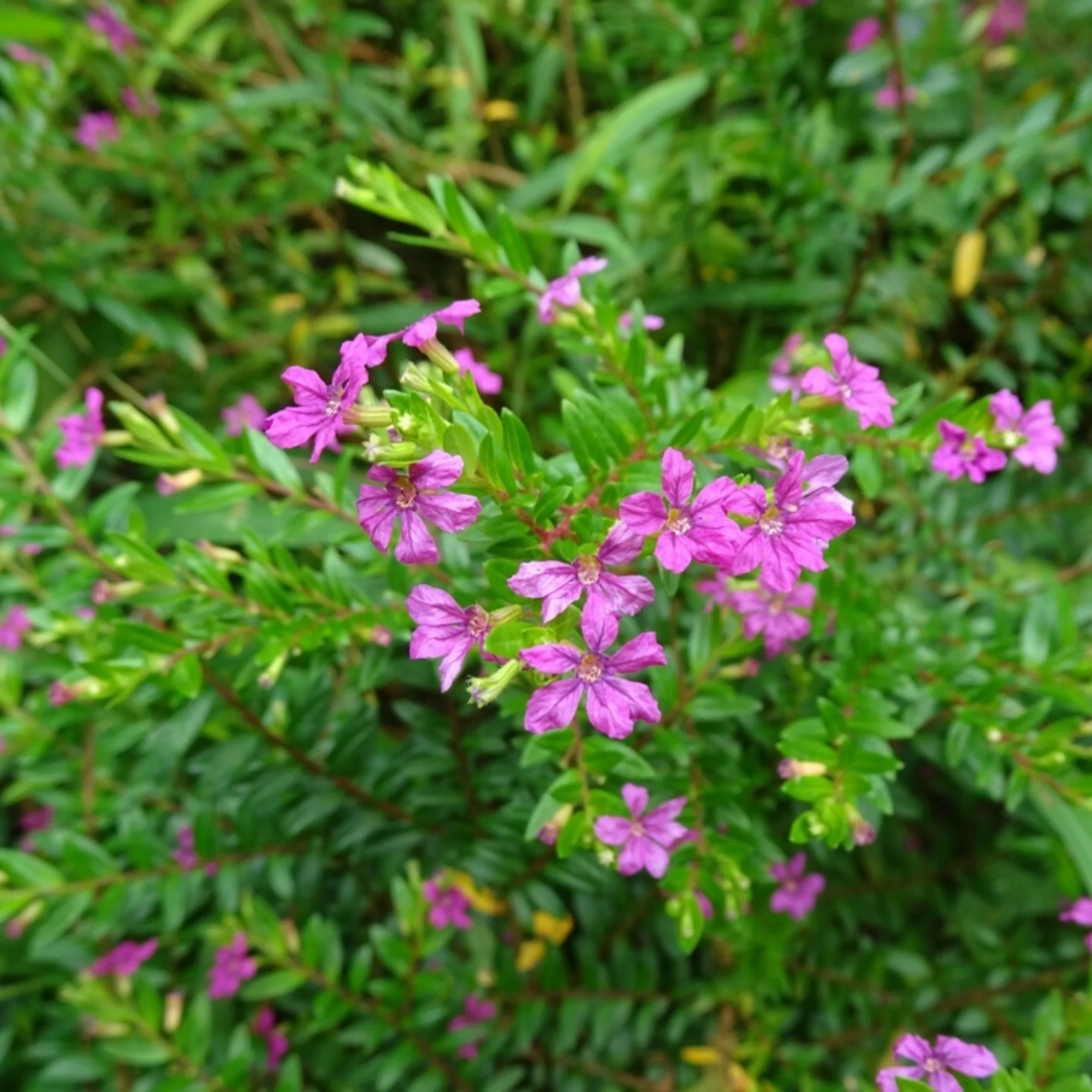 Green Paradise® Cuphea Hyssopifolia Purple Mexican Plant Full Year Flowering Live Plant - Image 8