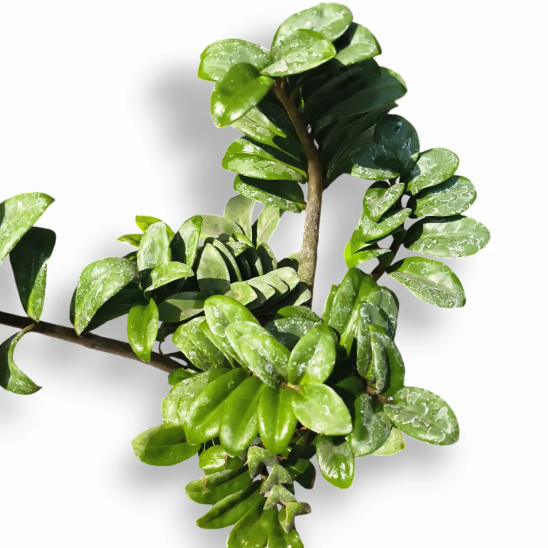 Green Paradise® Curly ZZ Plant Best For Indoor live Plant - Image 2