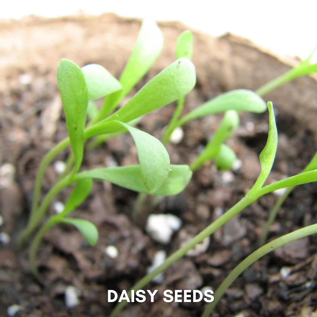Green Paradise® Daisy Flowers (IMP) Seeds Pack - Image 3