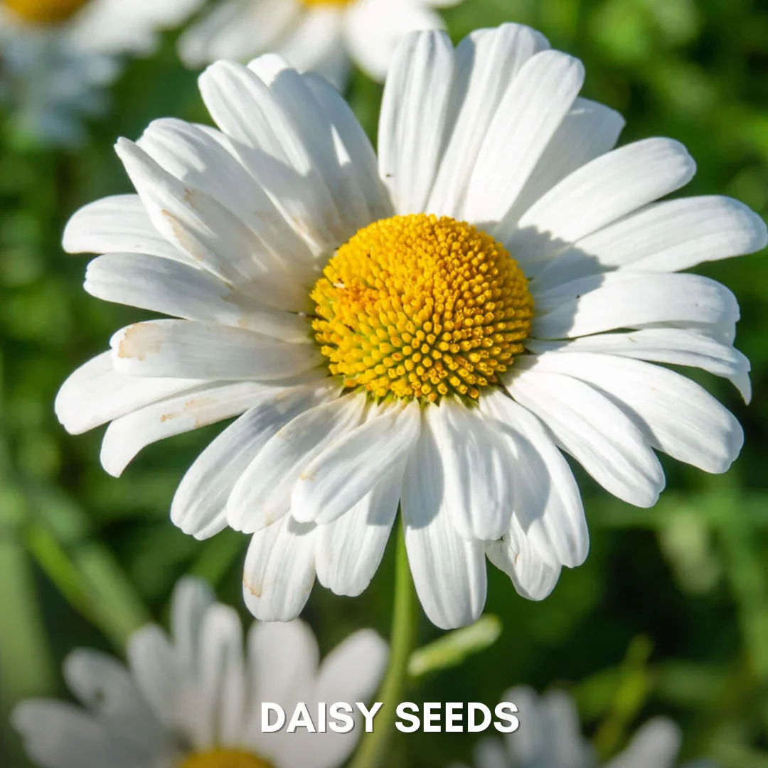 Green Paradise® Daisy Flowers (IMP) Seeds Pack - Image 4