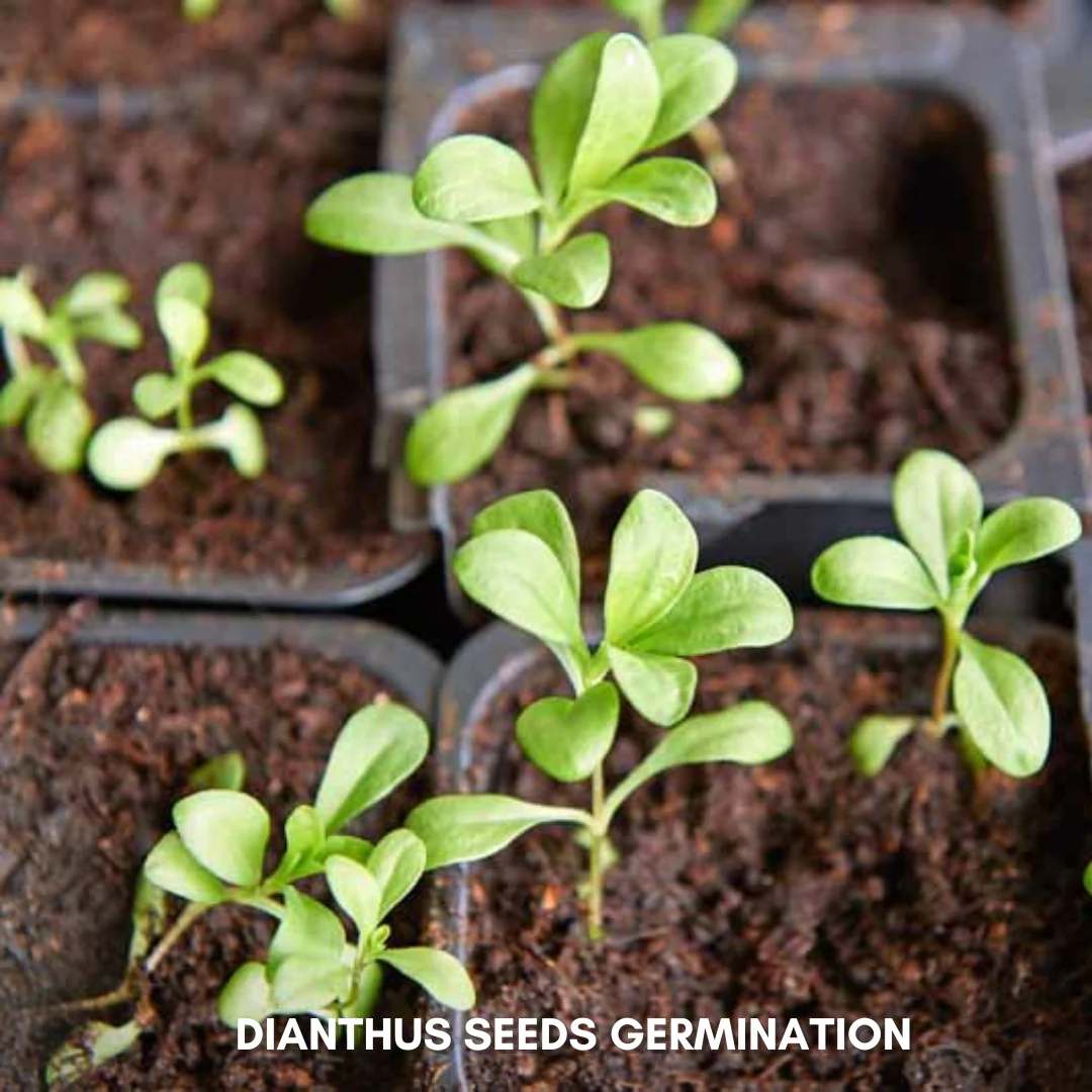 Green Paradise® Dianthus Flower (Improved) Seeds Pack - Image 3