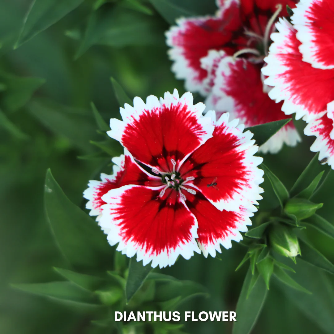 Green Paradise® Dianthus Flower (Improved) Seeds Pack - Image 4