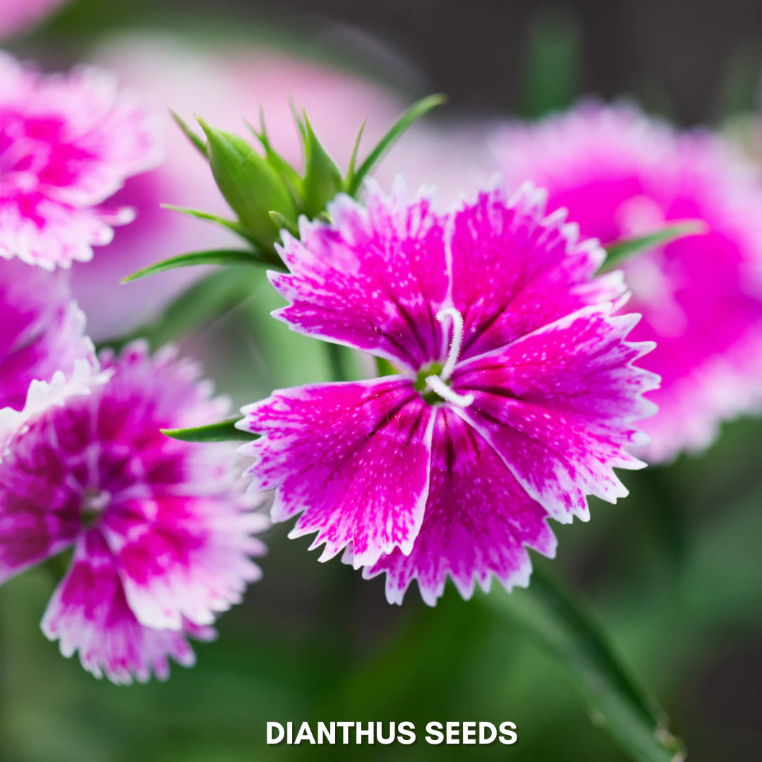 Green Paradise® Dianthus Flower (Improved) Seeds Pack - Image 5