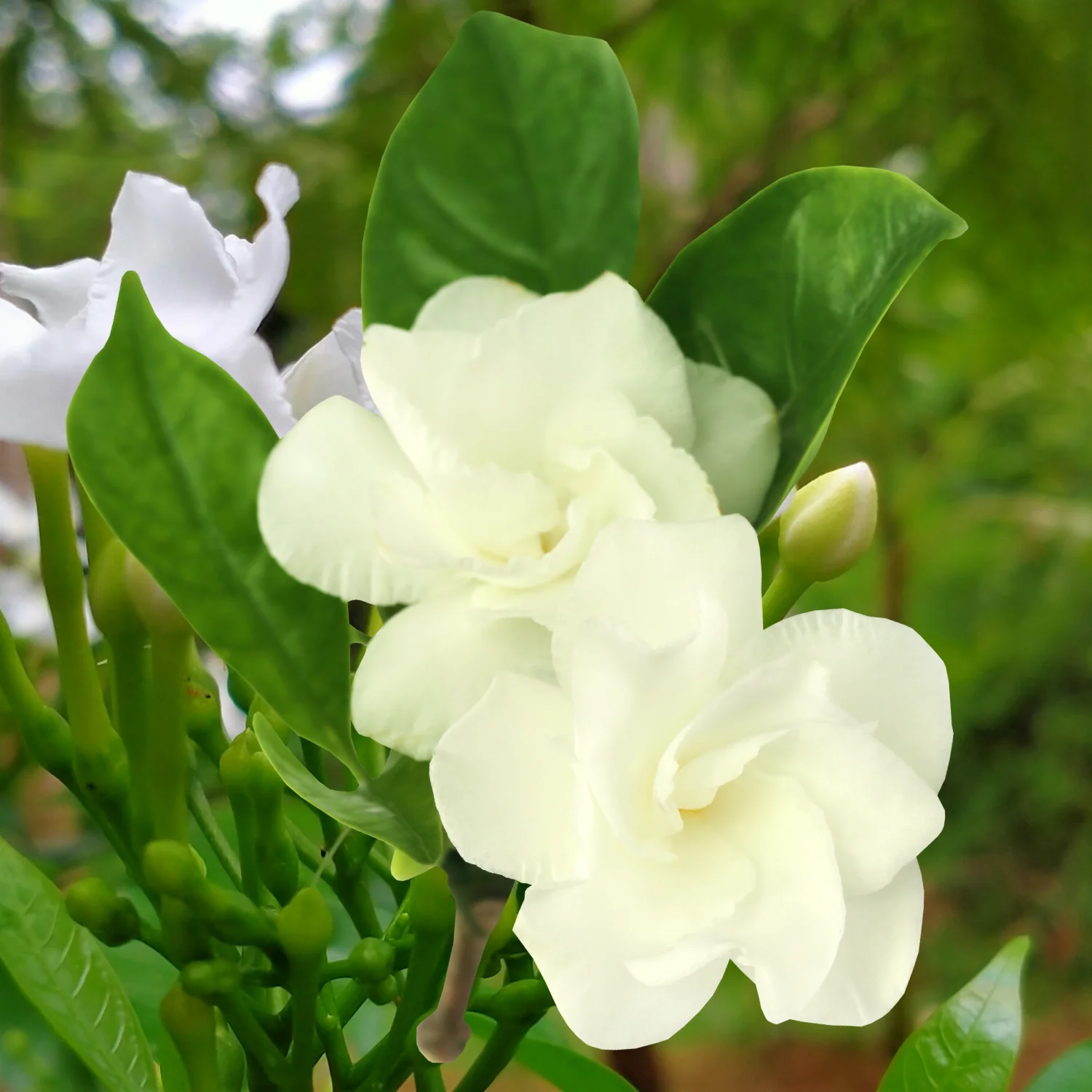 Green Paradise® Double Tagar Live Plant - Image 2