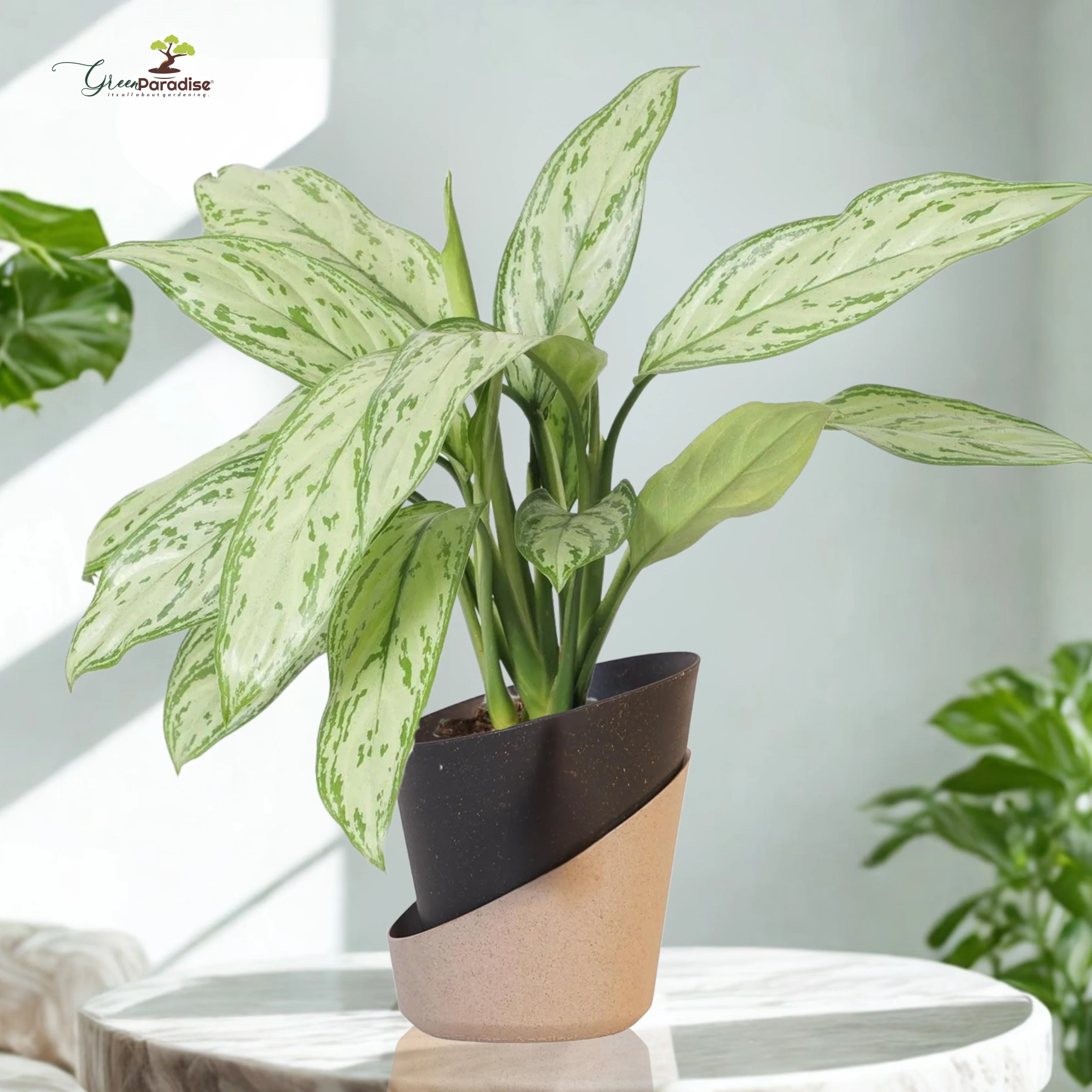 Green Paradise® Eco-Friendly Self Watering Pot – Modern Aesthetic & Sustainable Build (Random Colors) - Image 14