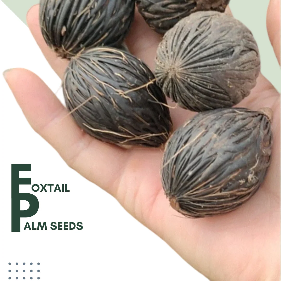 Green Paradise® Foxtail Palm Seeds (Pack of 10 Seeds) - Image 3