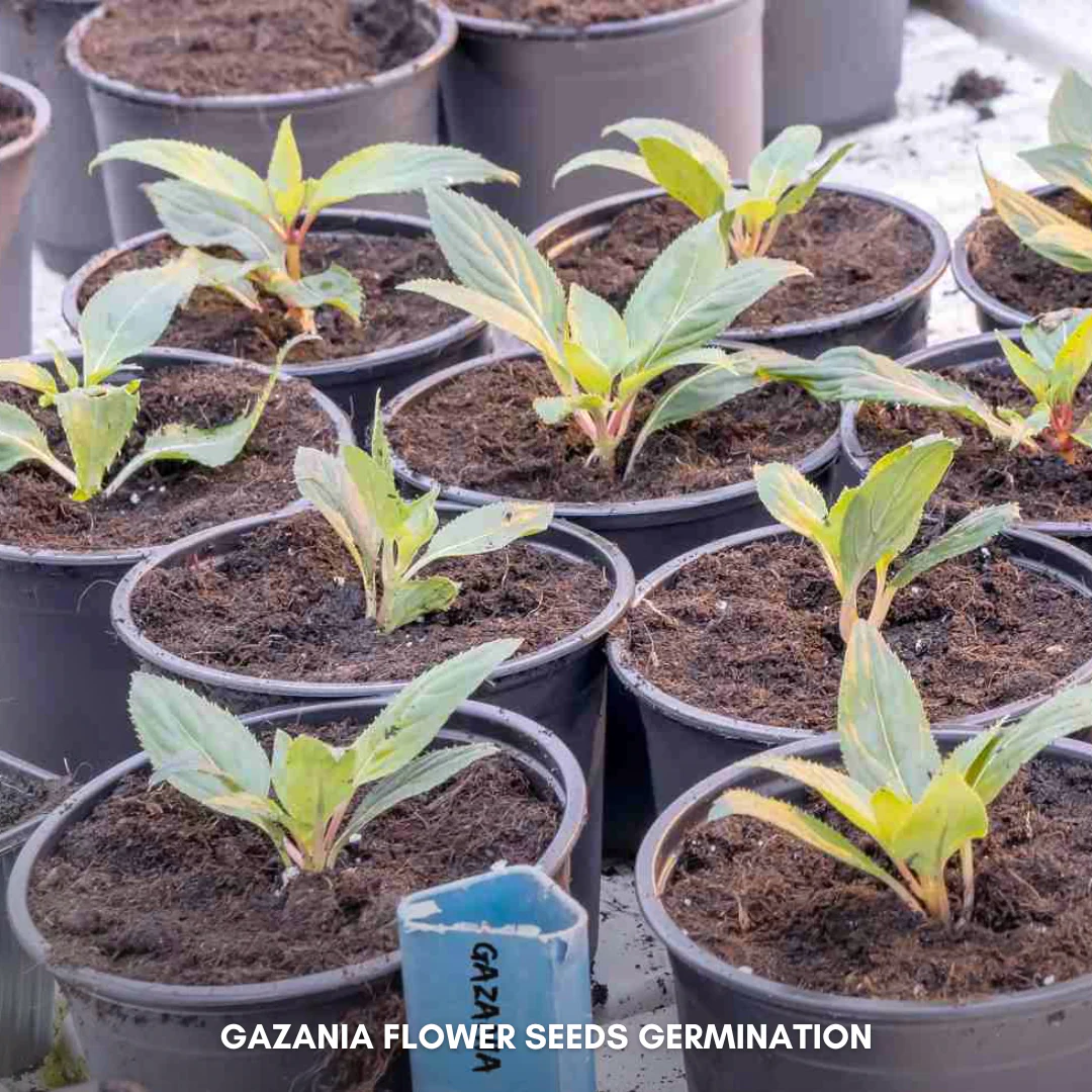 Green Paradise® Gazania (Improved) Seeds Pack - Image 3