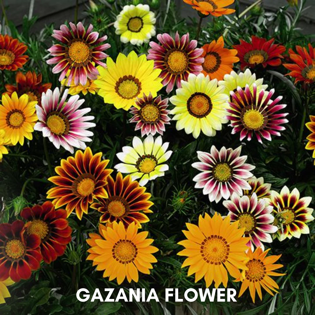Green Paradise® Gazania (Improved) Seeds Pack - Image 4