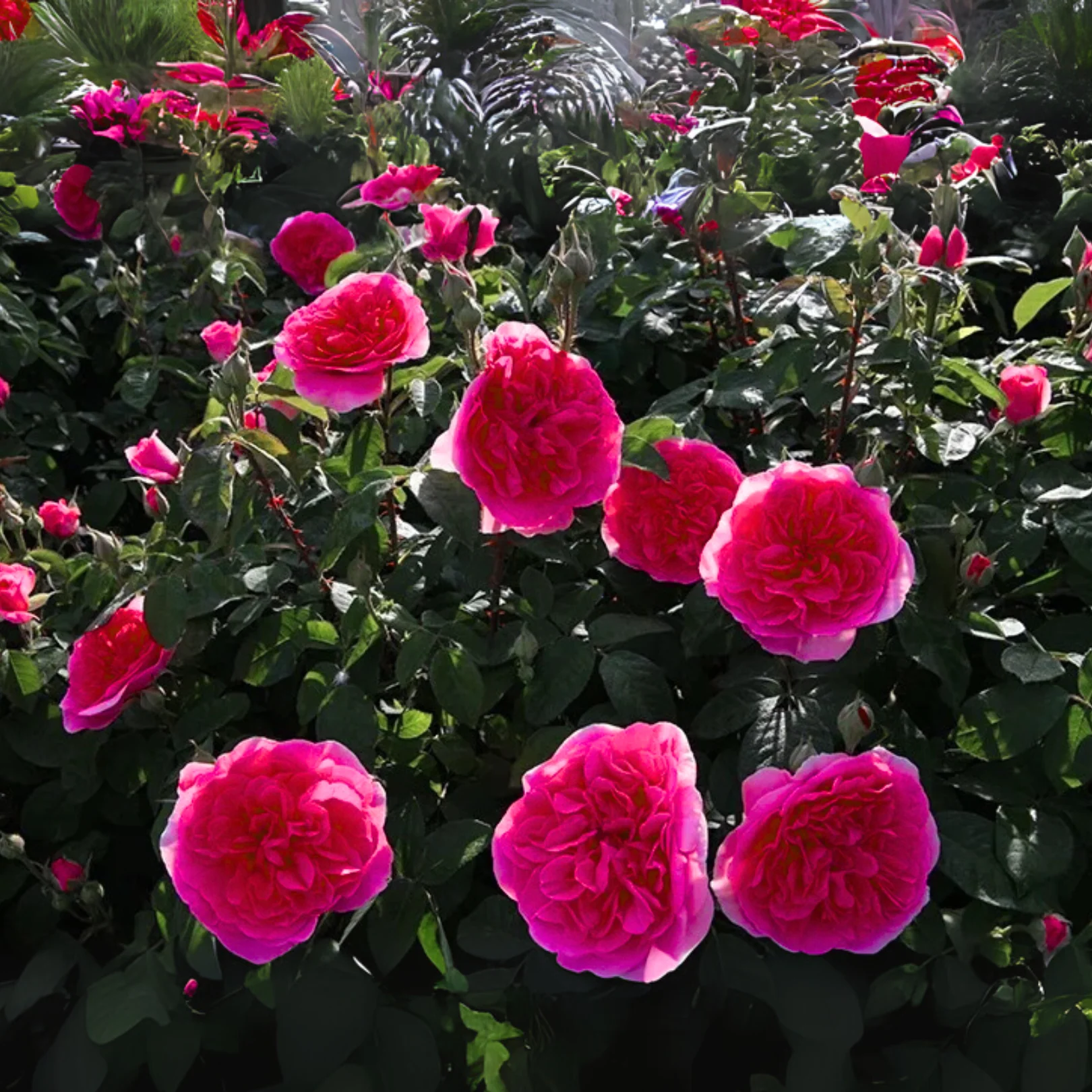 Green Paradise® Gertrude Jekyll Rose Plant – Fragrant English Rose Live Plant - Image 2