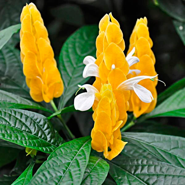 Green Paradise® Golden Shrimp Lollipop Plant - Image 3