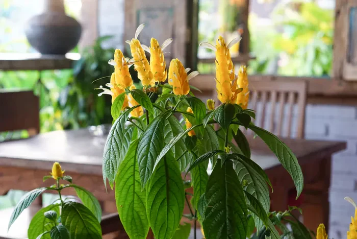 Green Paradise® Golden Shrimp Lollipop Plant - Image 4