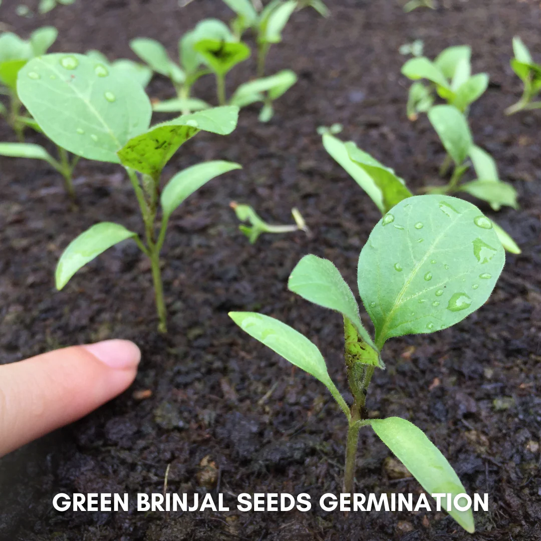 Green Paradise® Green Brinjal F1 Hybrid Seeds Pack - Image 3