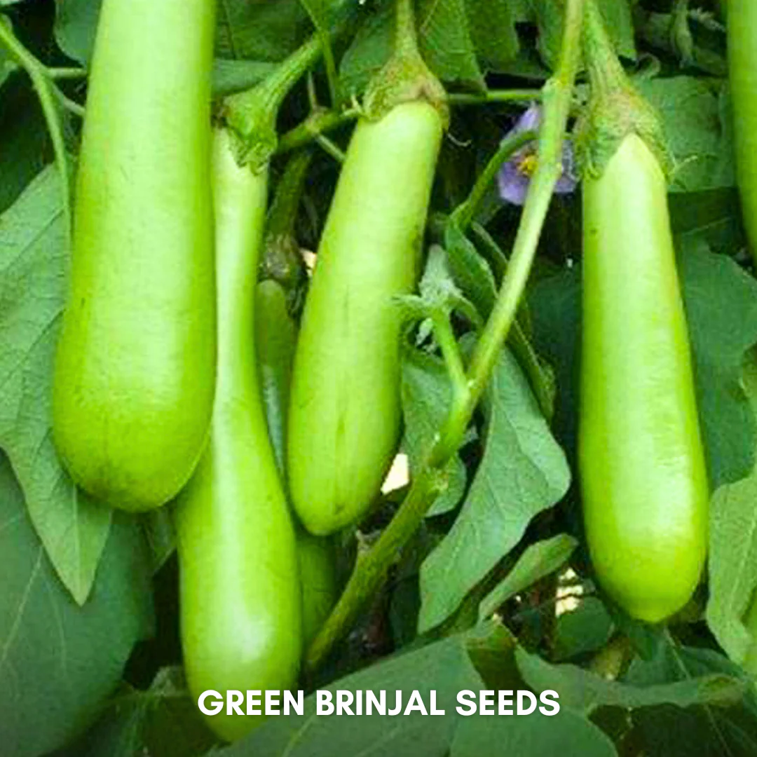 Green Paradise® Green Brinjal F1 Hybrid Seeds Pack - Image 4