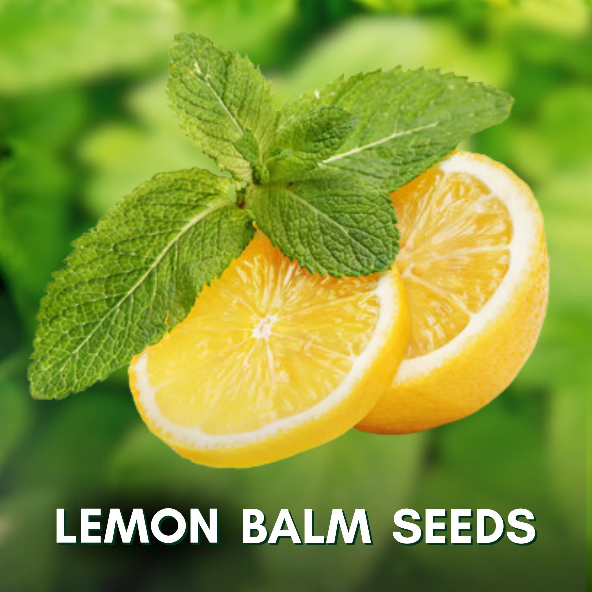 Green Paradise® Lemon Balm (Herbs) Seeds Pack - Image 3