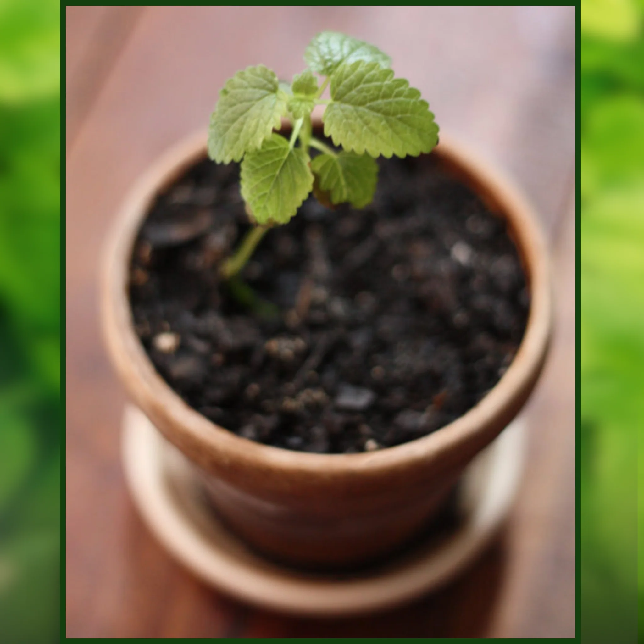Green Paradise® Lemon Balm (Herbs) Seeds Pack - Image 4