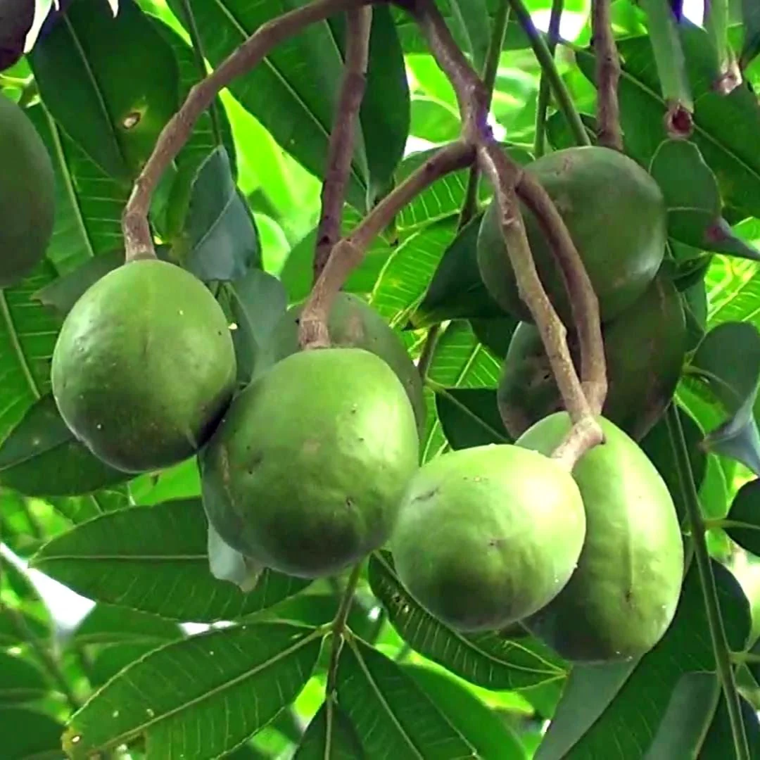 Green Paradise® Hog Plum Amra Spondias Mombin Fruit Ambada Live Grafted Plant With Polybag - Image 2