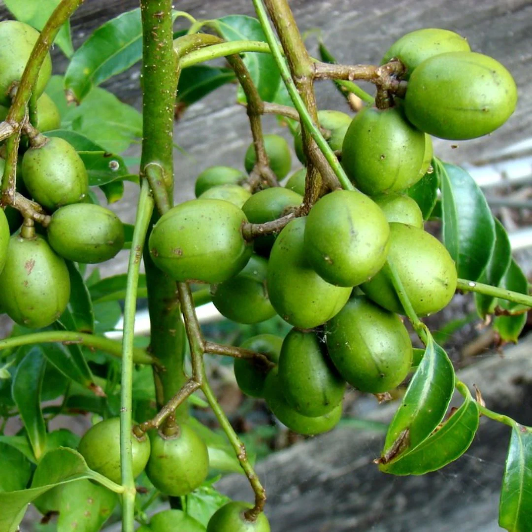 Green Paradise® Hog Plum Amra Spondias Mombin Fruit Ambada Live Grafted Plant With Polybag - Image 3