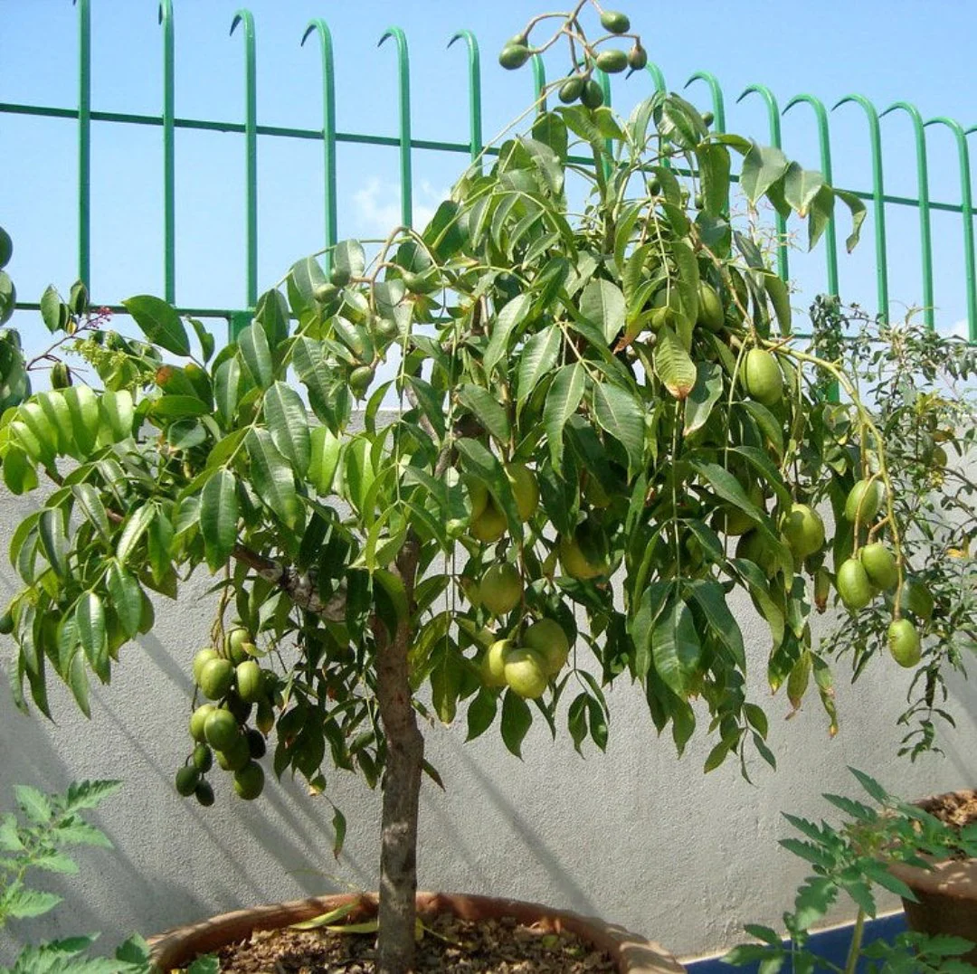 Green Paradise® Hog Plum Amra Spondias Mombin Fruit Ambada Live Grafted Plant With Polybag - Image 4