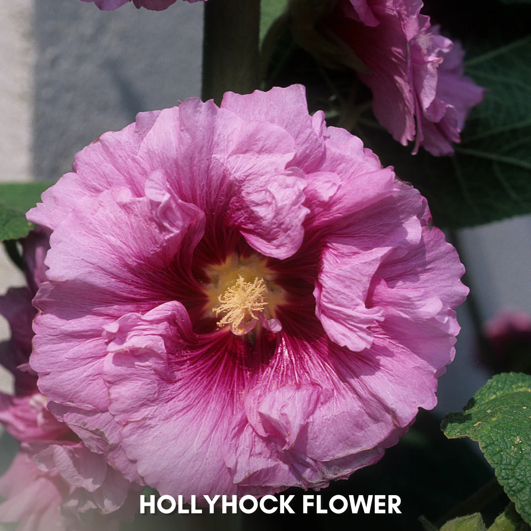 Green Paradise® Hollyhock Flower (Improved) Seeds Pack - Image 5