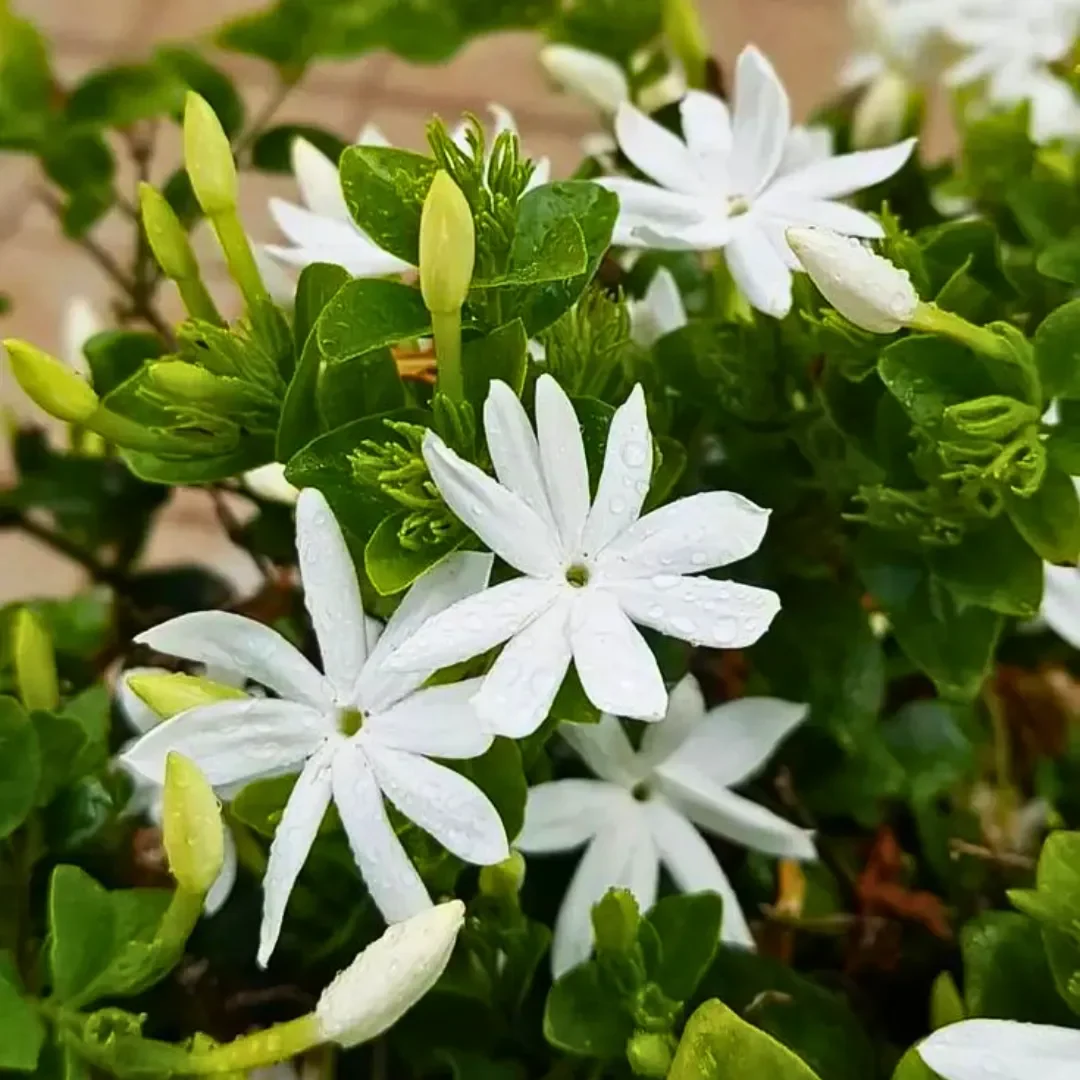 Plants By Features