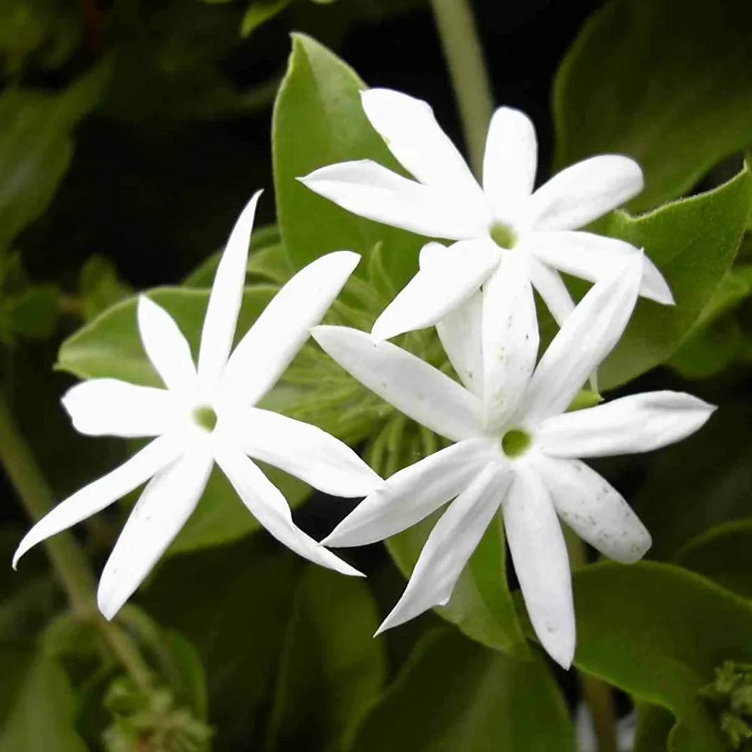 Green Paradise® Juhi Plant (Jasminum auriculatum) – Fragrant Flowering Jasmine for Home & Garden - Image 2
