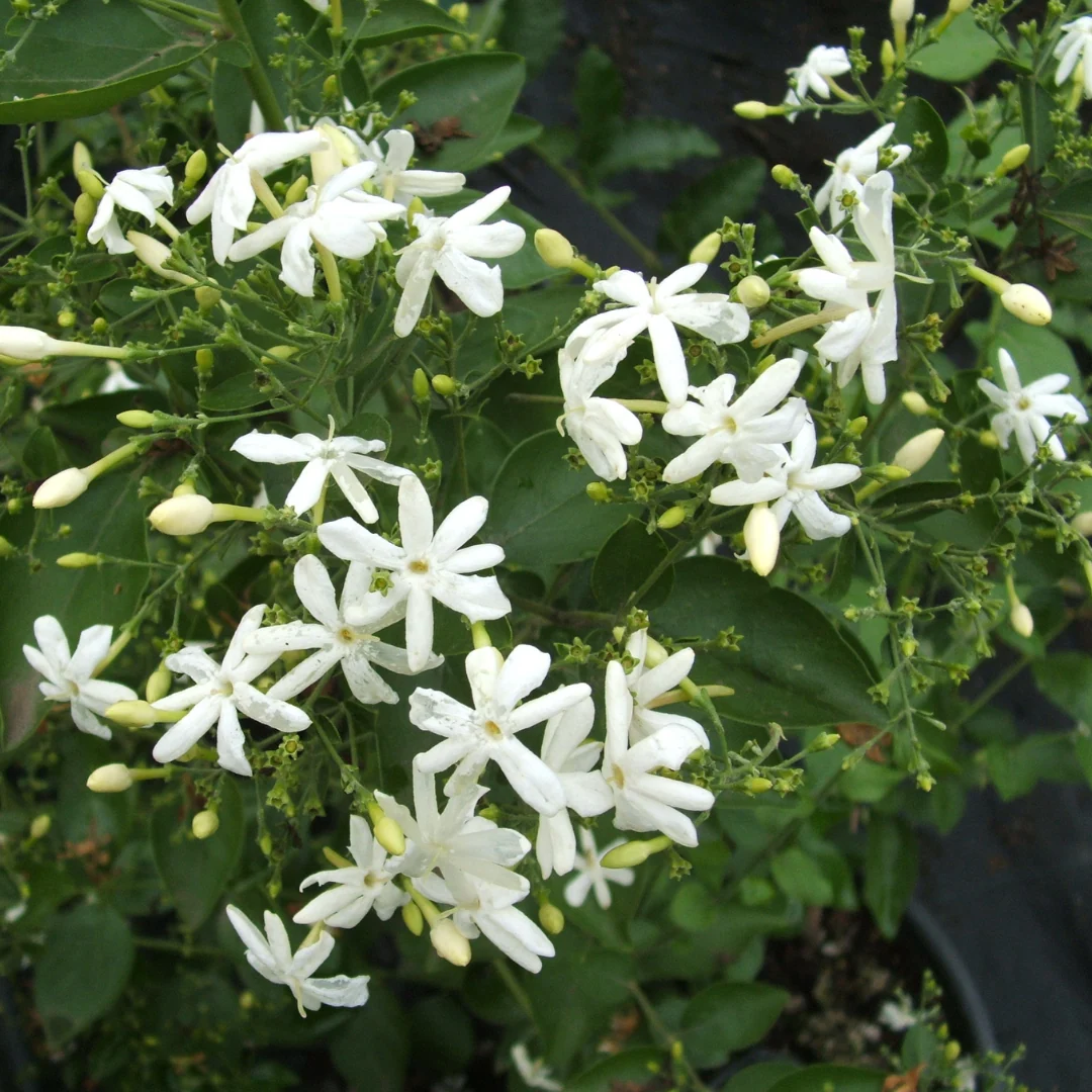 Green Paradise® Juhi Plant (Jasminum auriculatum) – Fragrant Flowering Jasmine for Home & Garden - Image 3