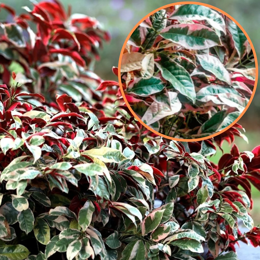 Green Paradise® Excoecaria Bicolor (Laila Majnu) Plant - Image 2