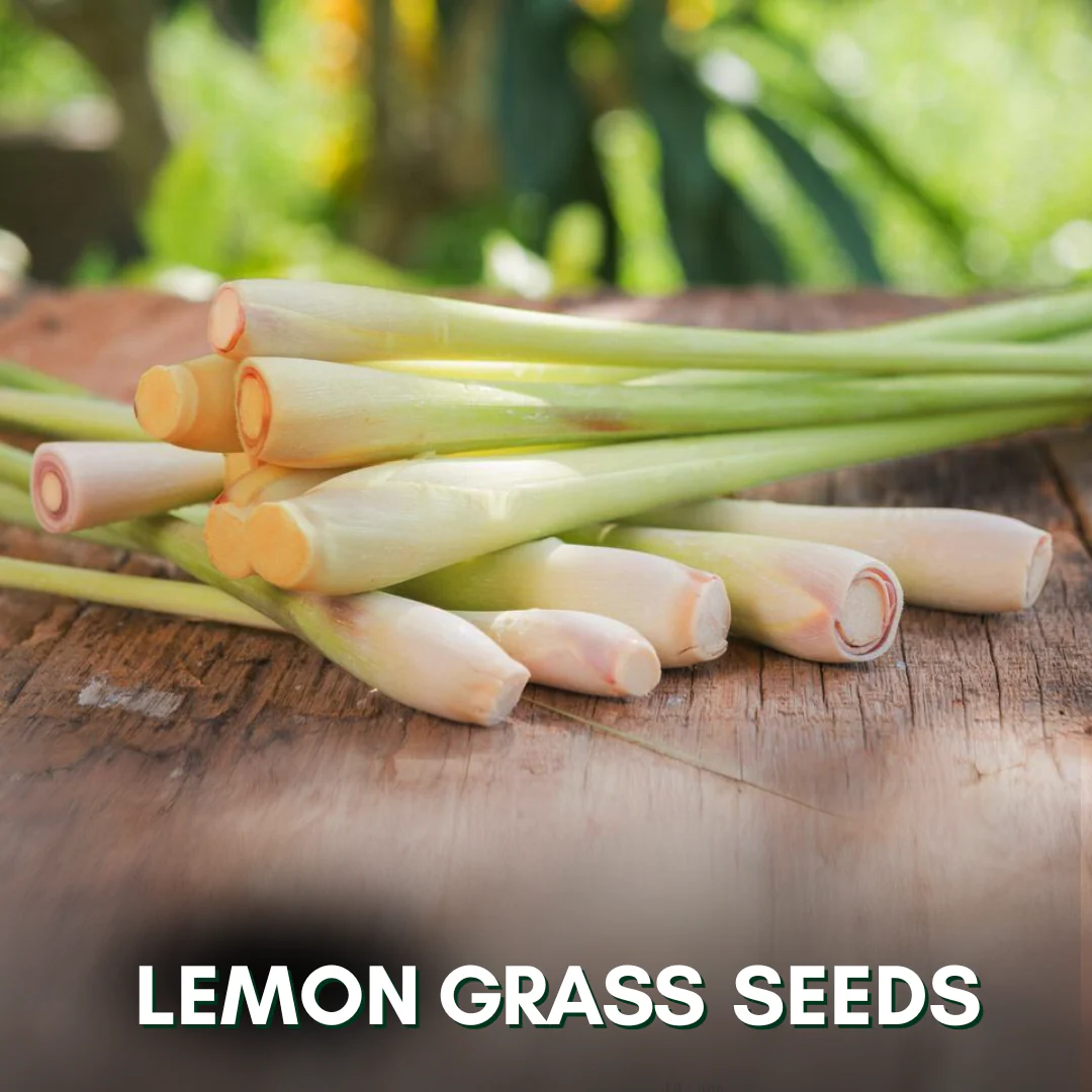 Green Paradise® Lemon Grass (Herbs) Seeds Pack - Image 3