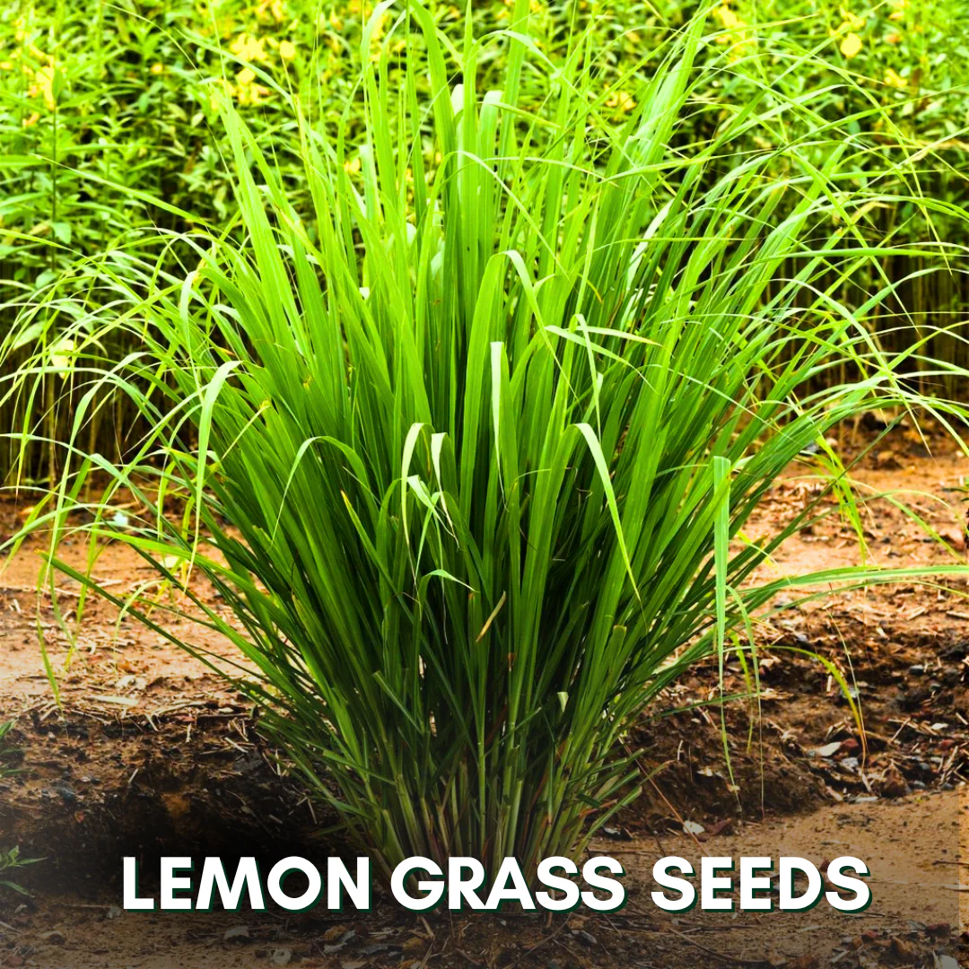 Green Paradise® Lemon Grass (Herbs) Seeds Pack - Image 4