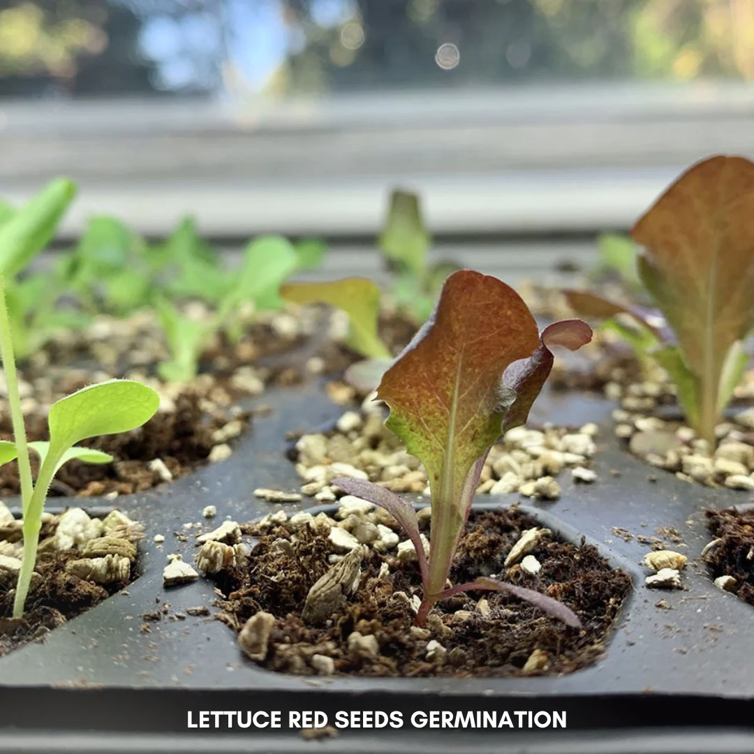 Green Paradise® Lettuce Red F1 Hybrid Seeds Pack - Image 3