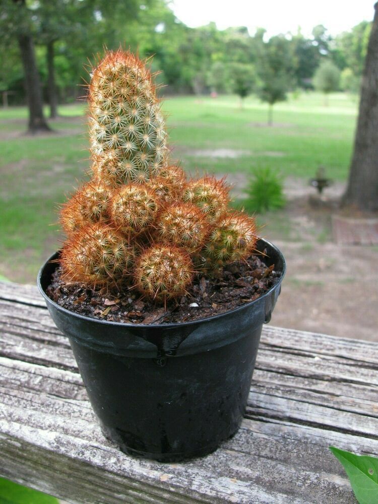 Green Paradise® Live Cactus Plants mammillaria copper king Copper Glory Cactus Live Healthy Cactus With Pot For Conainers , rockgardens, Cactus Yard And Mini Landscapes - Image 2