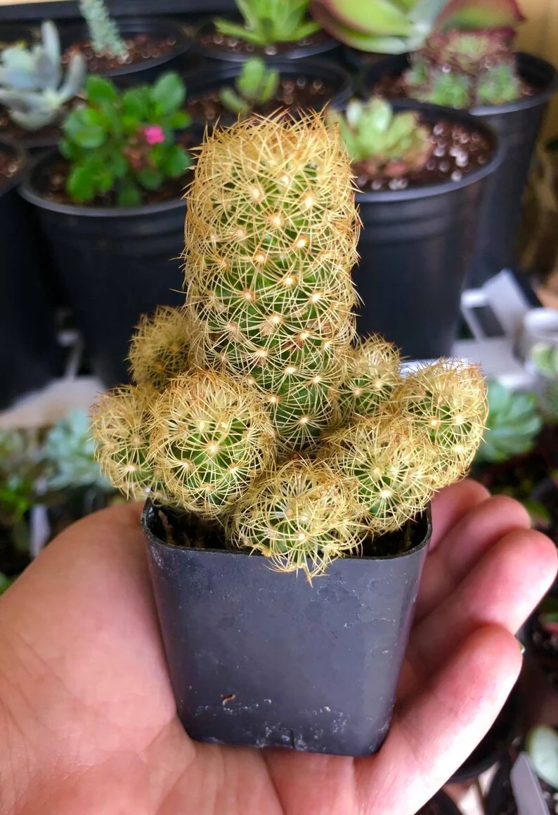 Green Paradise® Live Cactus Plants mammillaria copper king Copper Glory Cactus Live Healthy Cactus With Pot For Conainers , rockgardens, Cactus Yard And Mini Landscapes - Image 3