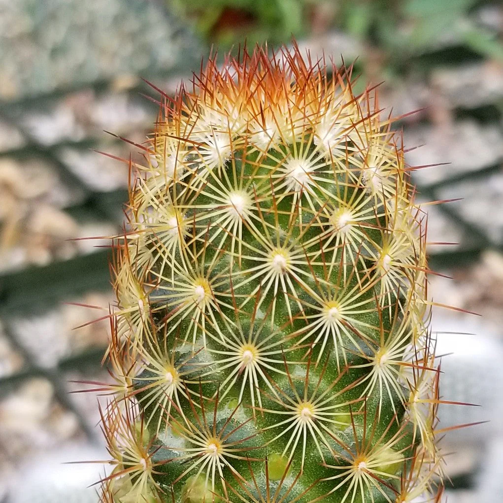 Green Paradise® Live Cactus Plants mammillaria copper king Copper Glory Cactus Live Healthy Cactus With Pot For Conainers , rockgardens, Cactus Yard And Mini Landscapes - Image 4