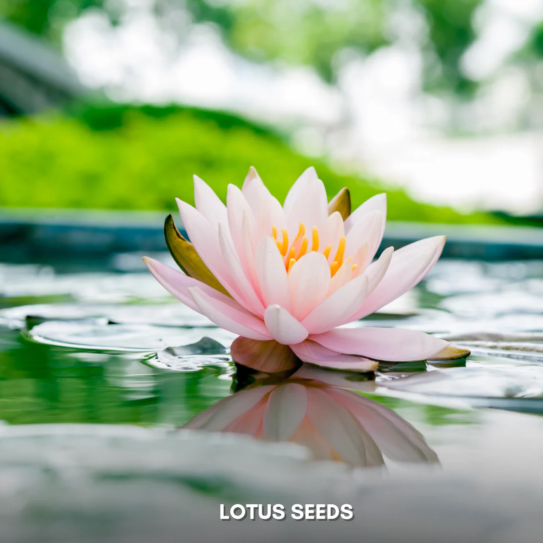 Green Paradise® Lotus (Improved) Seeds Pack - Image 3