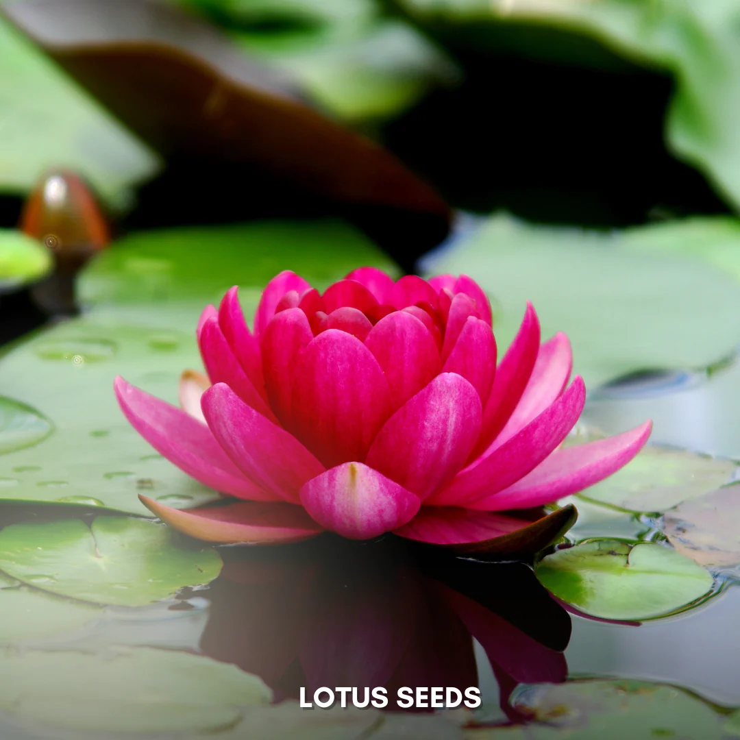 Green Paradise® Lotus (Improved) Seeds Pack - Image 4