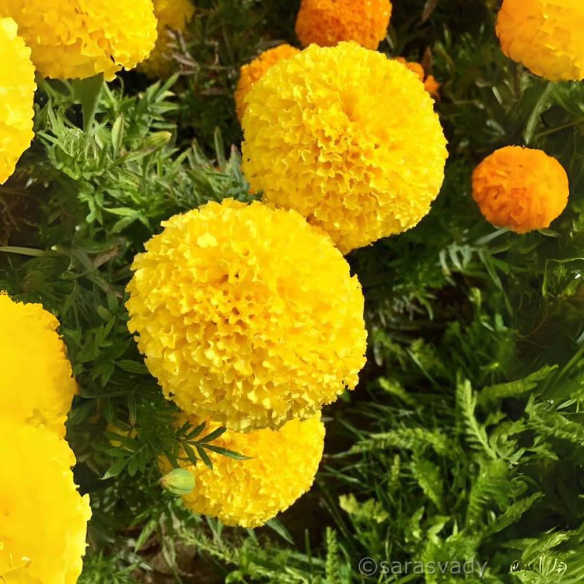 Green Paradise® Marigold Yellow Flower F1 Hybrid Seeds Pack - Image 3