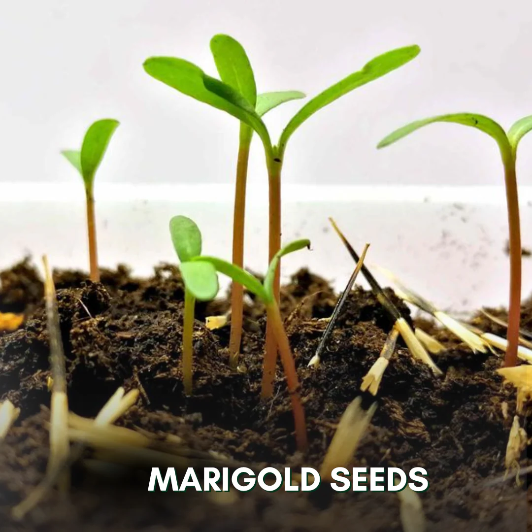 Green Paradise® Marigold Yellow Flower F1 Hybrid Seeds Pack - Image 4